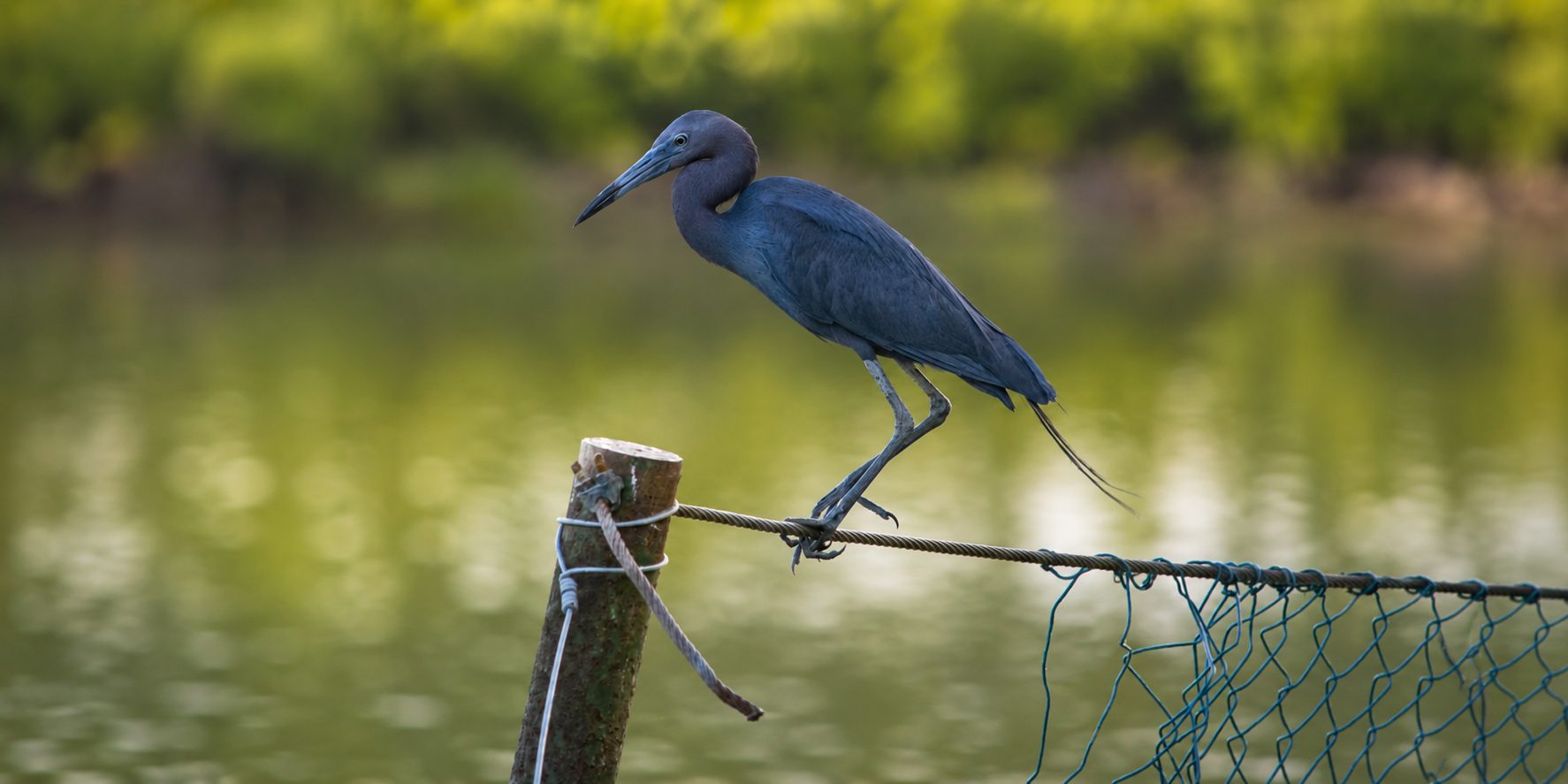 A blue heron, Trinidad & Tobago