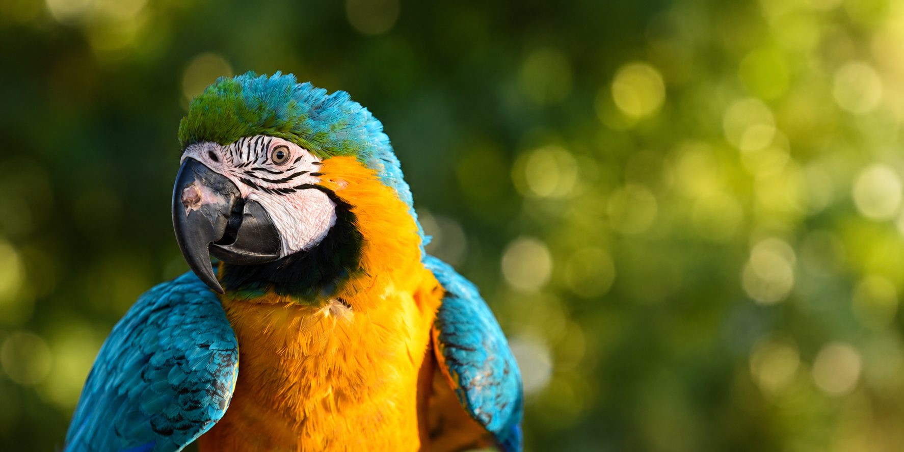 A blue-and-gold macaw, Trinidad & Tobago